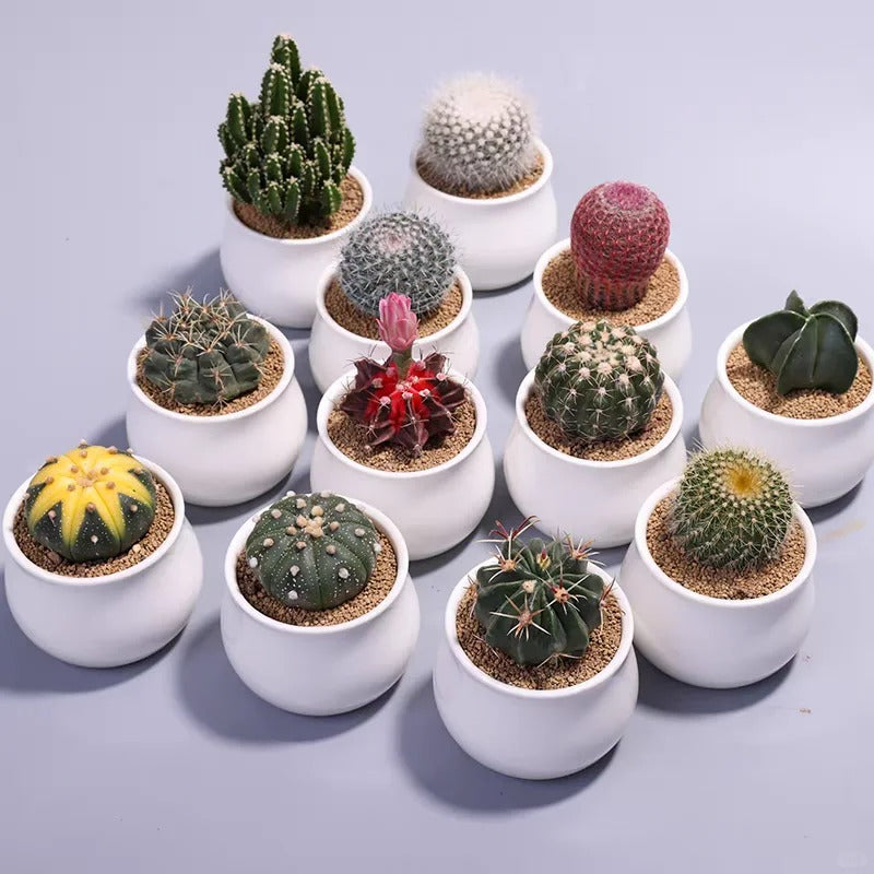 Cactus