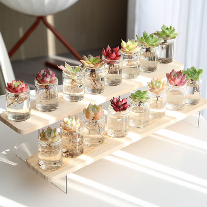 Hydroponic Succulents