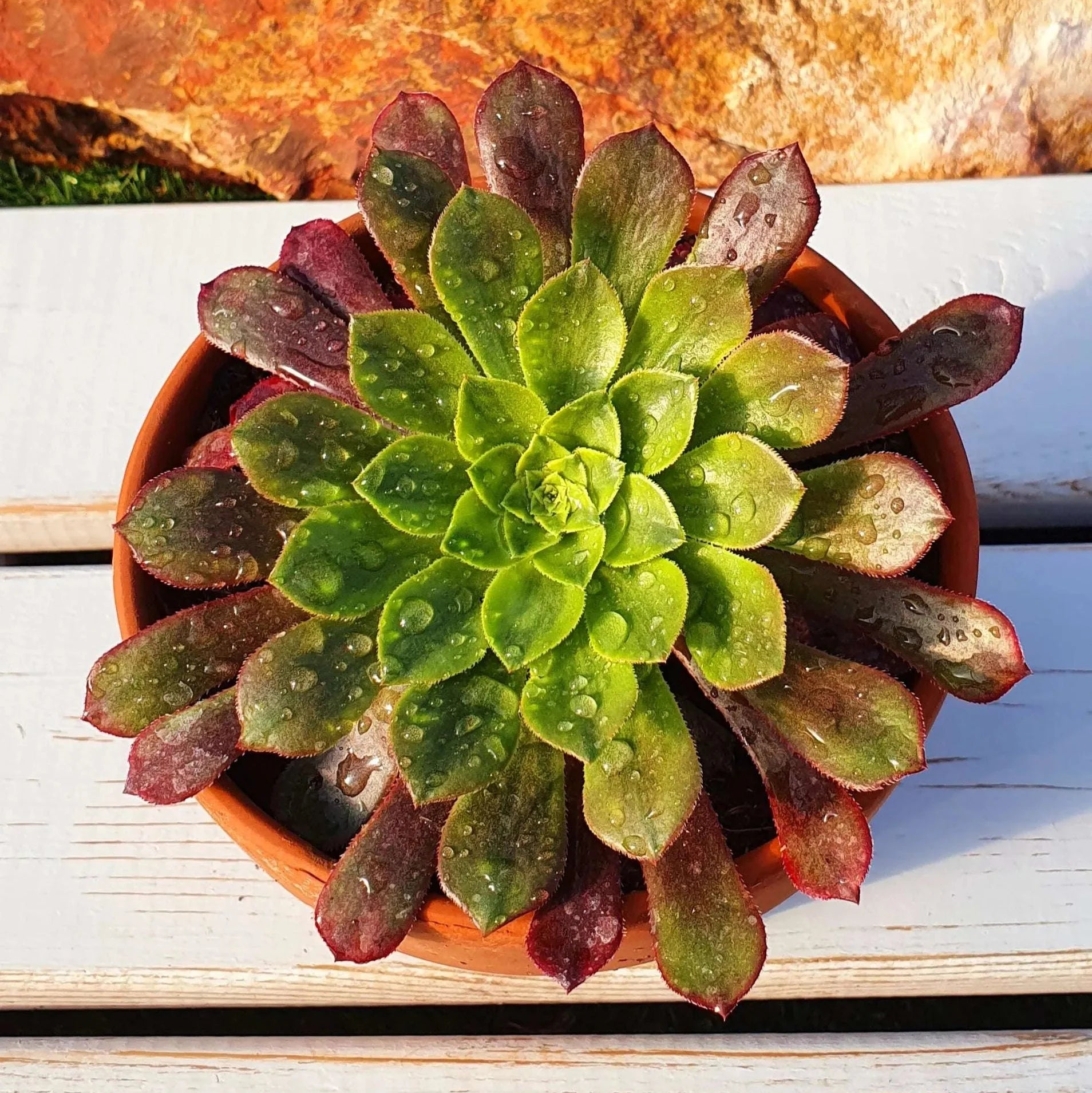 Aeonium