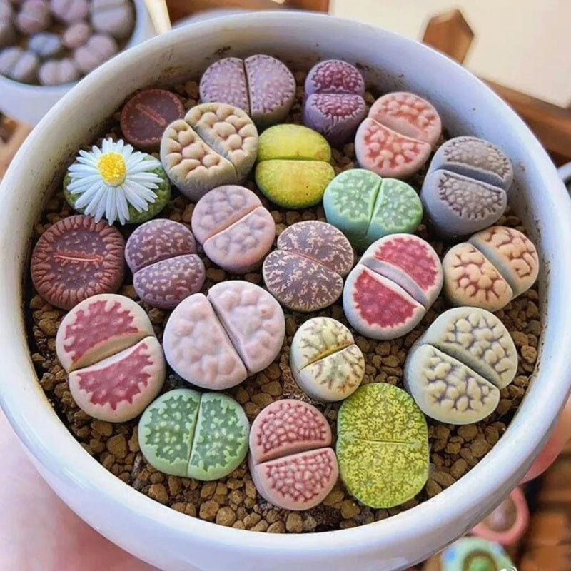 Aizoaceae
