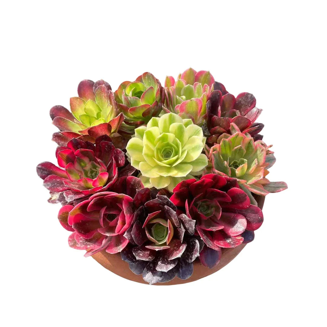 Aeonium