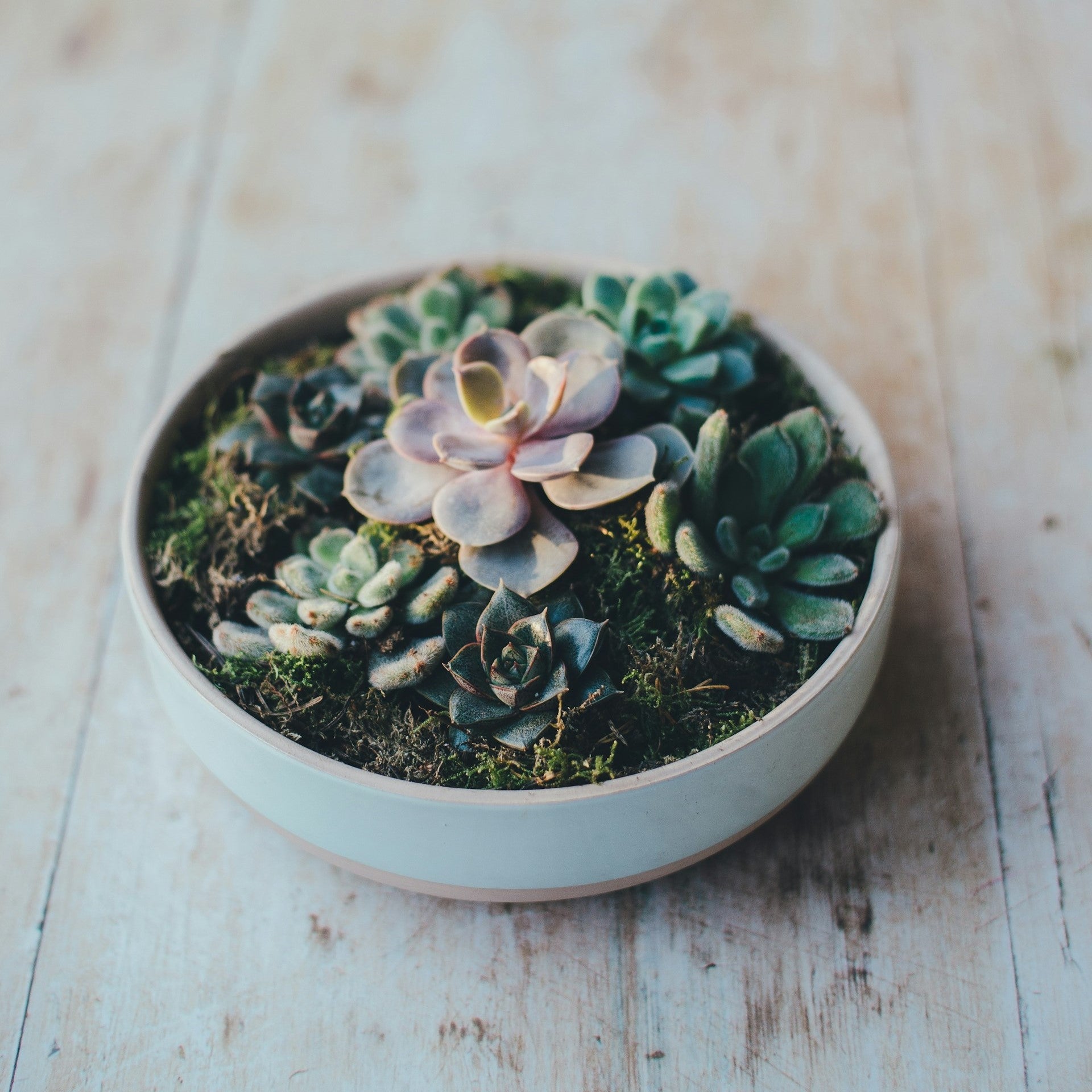 The "Unkillable" Plants