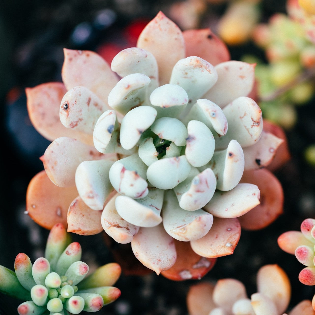 Succulent Shine Featured