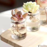 Premium Soil-Free Hydroponic Succulent Kit | Clean Gnat-Free Live Plants & Minimalist Glass Vases Bundle Set
