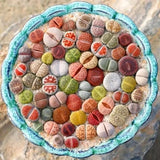 Rare Rainbow Lithops Living Stones Collector's Set | Premium Assorted Mesembs "Butt Plants" (Bare Root)