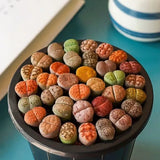 Rare Rainbow Lithops Living Stones Collector's Set | Premium Assorted Mesembs "Butt Plants" (Bare Root)