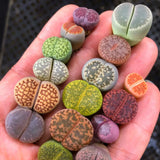 Rare Rainbow Lithops Living Stones Collector's Set | Premium Assorted Mesembs "Butt Plants" (Bare Root)