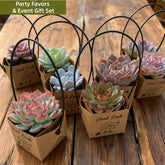Live Succulent Party Favors Gift Set with "Good Luck" Kraft Tote Bags | Birthday, Wedding, Corporate Event Creative Giveaway