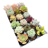 15 Easy-Care Varieties + 3 Bonus Succulents | Ready to Thrive!