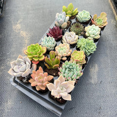 15 Easy-Care Varieties + 3 Bonus Succulents | Ready to Thrive!