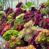 6PCS Rare Aeonium Succulent Collection (Bare Root)
