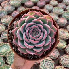 Fairy Shadow Succulent Duo: Double-Headed 4.75In Potted Plants