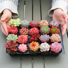 30/50 Succulents Pack for Beginners