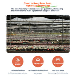 30/50 Succulents Pack for Beginners