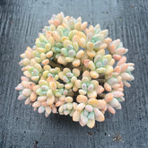 Unique Succulent Flower Cluster - One Plant, One Photo - Old Stump Potted Plant