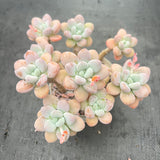 Unique Succulent Flower Cluster - One Plant, One Photo - Old Stump Potted Plant