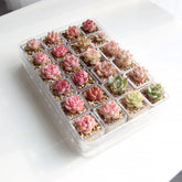 Mini Succulent Small Plant Set | Balcony/Desktop Glass Bottle Hydroponics with Granular Soil - Micro Landscape Greenery