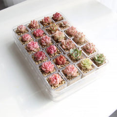 Mini Succulent Small Plant Set | Balcony/Desktop Glass Bottle Hydroponics with Granular Soil - Micro Landscape Greenery