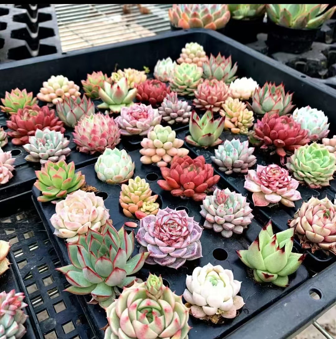 24pcs-rare-echeveria-succulent-collection-for-wedding-favors