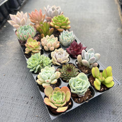 15 Easy-Care Varieties + 3 Bonus Succulents | Ready to Thrive!