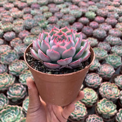 Fairy Shadow Succulent Duo: Double-Headed 4.75In Potted Plants