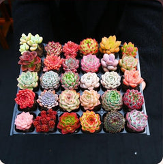 30/50 Succulents Pack for Beginners