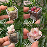 Crystal Clear Acrylic Mini Thumb Succulent Pots Set with Drainage Tray