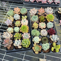Succulent Beginner Kits