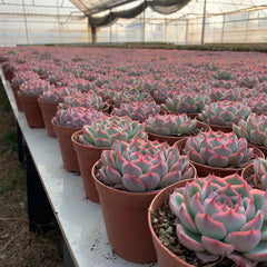 Fairy Shadow Succulent Duo: Double-Headed 4.75In Potted Plants