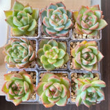 Crystal Clear Acrylic Mini Thumb Succulent Pots Set with Drainage Tray