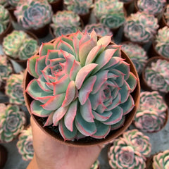 Fairy Shadow Succulent Duo: Double-Headed 4.75In Potted Plants