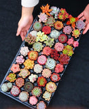 30/50 Succulents Pack for Beginners
