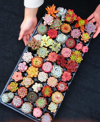 30/50 Succulents Pack for Beginners