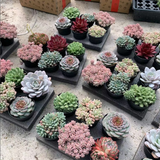 The Jelly Gemstone-Premium Vivid Succulent Mystery Box & Complete Planting Kit