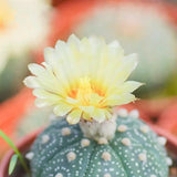 Rare Astrophytum Asterias Cactus | "Super Kabuto" & Classic Star Cactus (Bare Root)