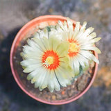 Rare Astrophytum Asterias Cactus | "Super Kabuto" & Classic Star Cactus (Bare Root)