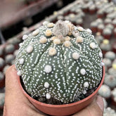 Rare Astrophytum Asterias Cactus | "Super Kabuto" & Classic Star Cactus (Bare Root)