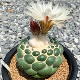 Rare Spineless Elephant's Tooth Cactus | Coryphantha Elephantidens Inermis "Snow Top" Collector's Gem
