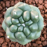 Rare Spineless Elephant's Tooth Cactus | Coryphantha Elephantidens Inermis "Snow Top" Collector's Gem