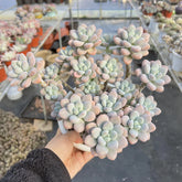 Echeveria Adromischus Cooperi Cluster 9-Inch Pot