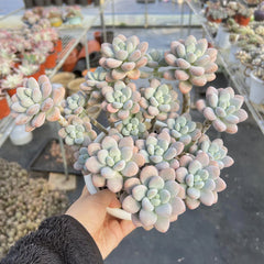 Echeveria Adromischus Cooperi Cluster 9-Inch Pot
