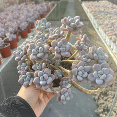 Echeveria Adromischus Cooperi Cluster 9-Inch Pot