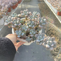 Echeveria Adromischus Cooperi Cluster 9-Inch Pot