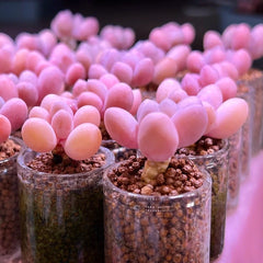 Mini Succulent Small Plant Set | Balcony/Desktop Glass Bottle Hydroponics with Granular Soil - Micro Landscape Greenery