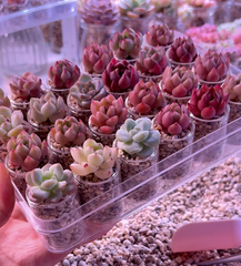 Mini Succulent Small Plant Set | Balcony/Desktop Glass Bottle Hydroponics with Granular Soil - Micro Landscape Greenery