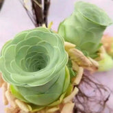 Unique Greenovia Mountain Rose Succulent - Rare Rosette