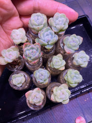 Mini Succulent Small Plant Set | Balcony/Desktop Glass Bottle Hydroponics with Granular Soil - Micro Landscape Greenery