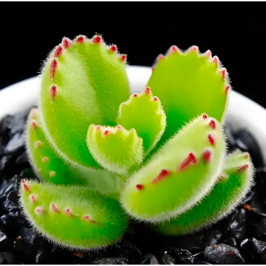 🐾 The Ultimate Guide to Propagating Bear’s Paw (Cotyledon tomentosa): Cuttings, Leaves, &amp; Seeds