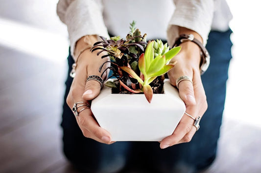 The Ultimate Guide to Succulent Gifts: Unique Presents for Every Occasion