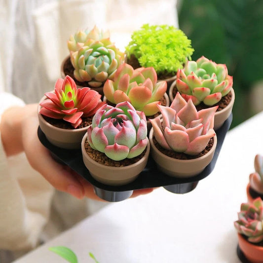 Why Buying Succulents Online Is the Best Move for Plant Lovers